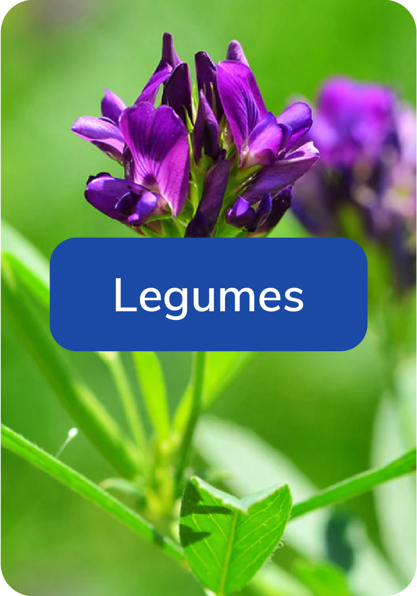 legumes