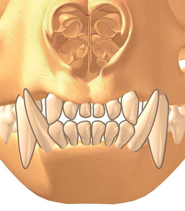 Front view of dental occlusion in the cat