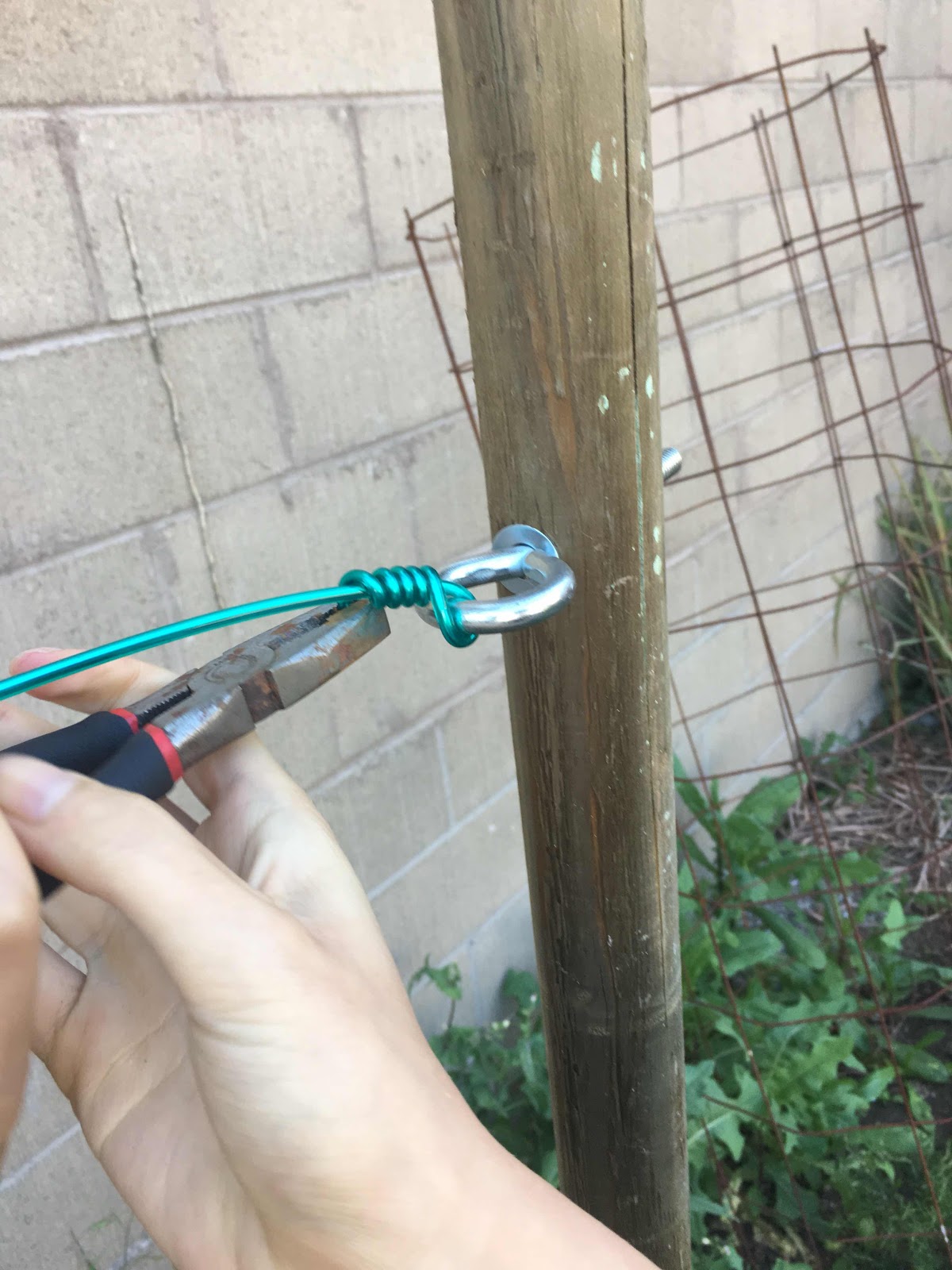 Securing wire to eye bolt in espalier post