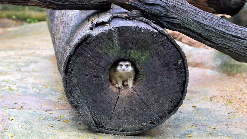 Приключения итальянцев в Малайзии и Сингапуре- Август, 2013