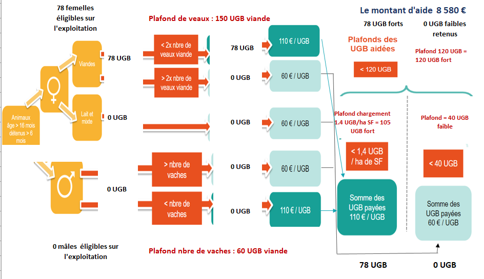 PAC 2023 2027 la refonte des aides bovines