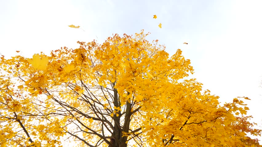 Several Yellow Leaves Fall Down Stock Footage Video (100% Royalty-free)  1019802469 | Shutterstock