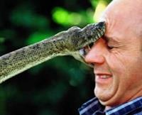 COBRA PICANDO.jpg