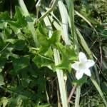Ivy gourd