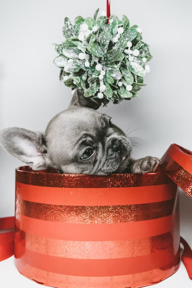 Should you get a pet as a present for Christmas? 1