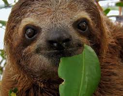 Image result for are sloths endangered