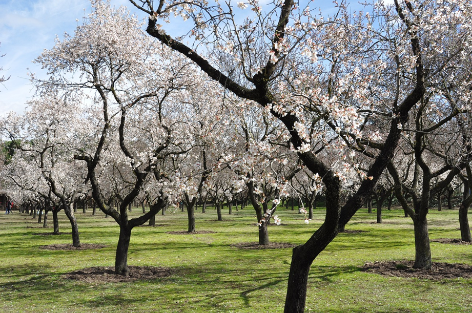 Desarrolla un cultivo de almendras sostenible