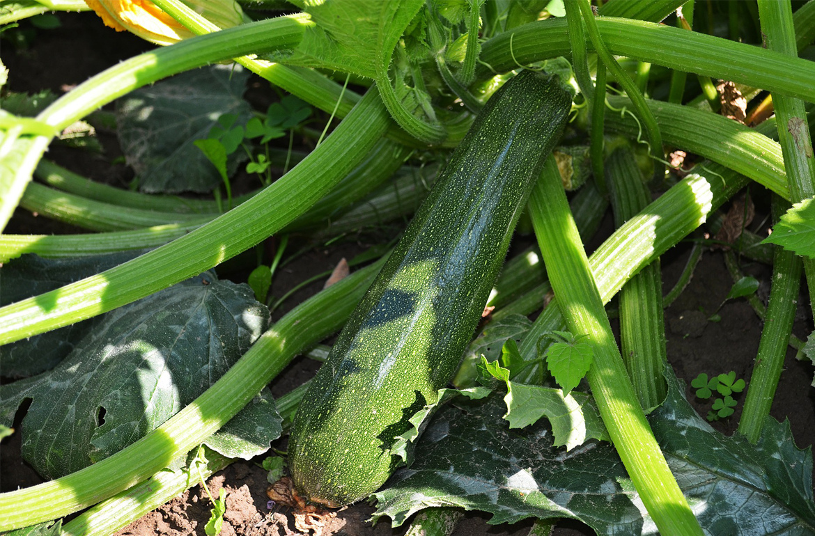 A close-up image of a green zucchini plant with large green leaves and a small, yellow flower, growing in a garden bed filled with dark soil.