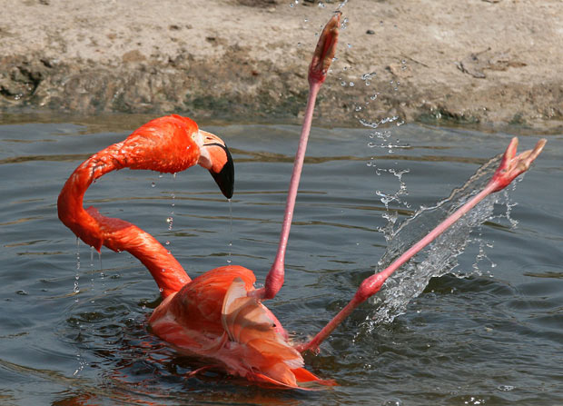 Flamingo, Flagay, Flamengo... Tanto faz.