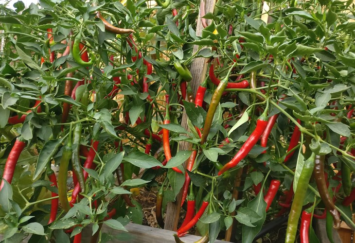 Goat Horn Pepper