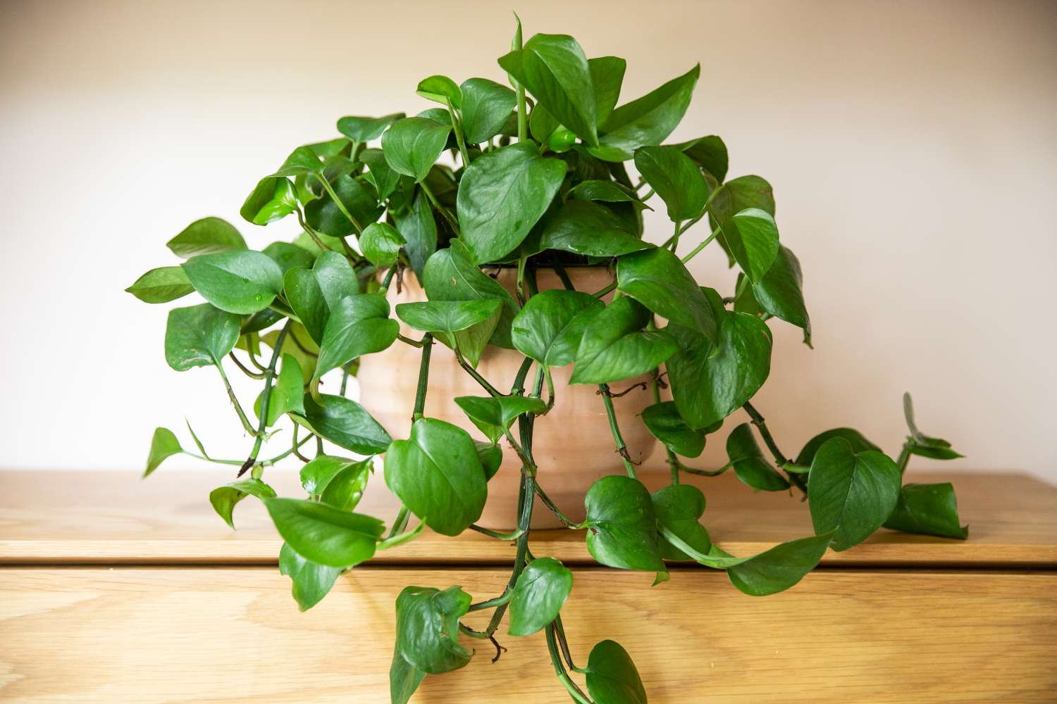 Best Plants For Hanging Planters Friendly Indoor Plants