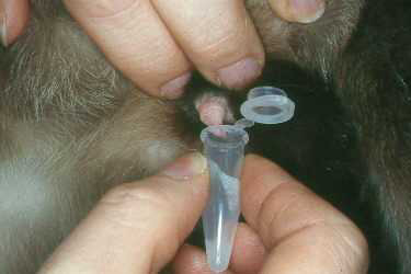 Semen collection in a male cat demonstrating the exposure of the penis and the application of the collecting vial