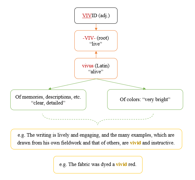 hoc-tu-vung-thong-qua-goc-tu-vivid