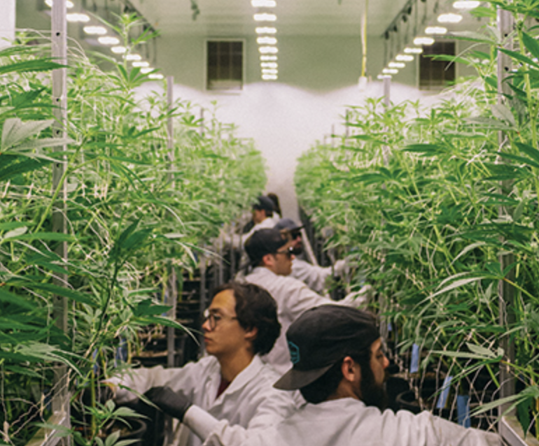 Ember Valley Releases New Line-Up Of Innovative Strains In California