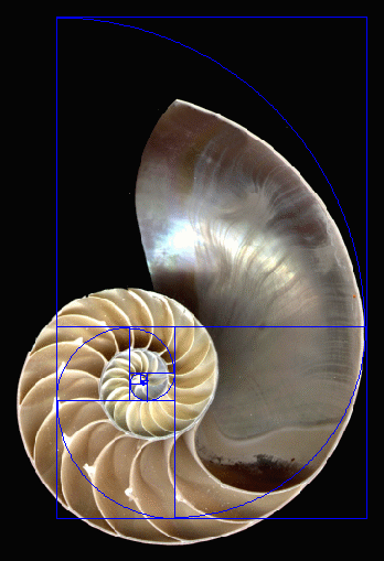 C:\Users\DELL\Desktop\nautilus-vs-golden-spiral.gif