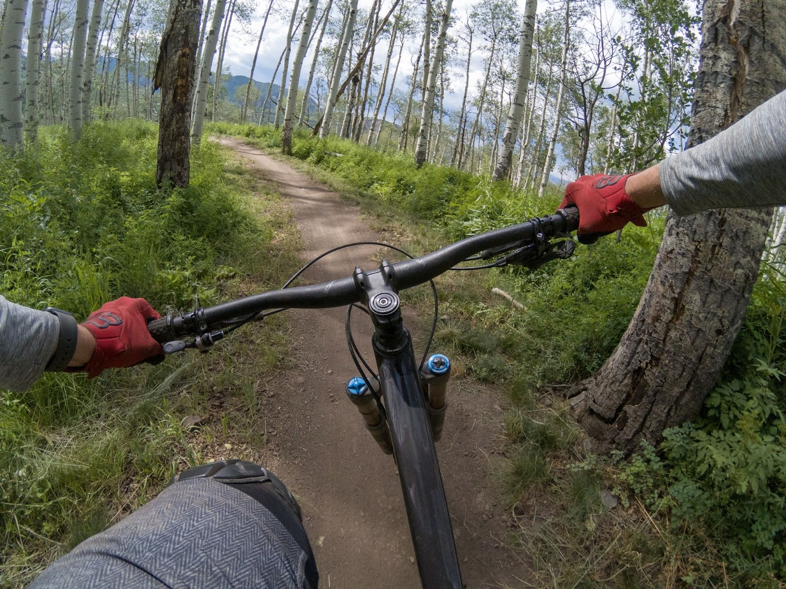 A front facing view of bike handle bars on a forested trail