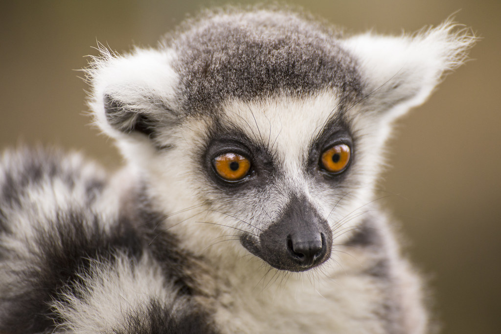 What Does Lemurs Look Like