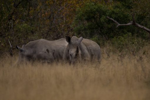 Animais da África do Sul - Dois rinocerontes quase escondidos na vegetação do Kruger National Park.