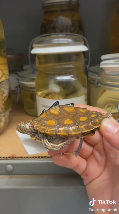 Горбатая пятнисто-желтая черепаха от Музея Карнеги в тик-ток