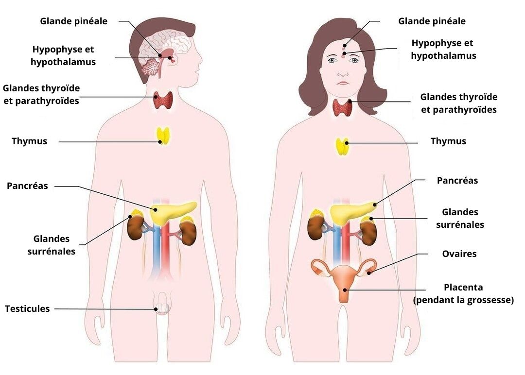 glandes du système endocrinien