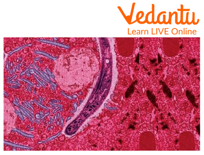 Plasmodium: the Malarial Parasite.