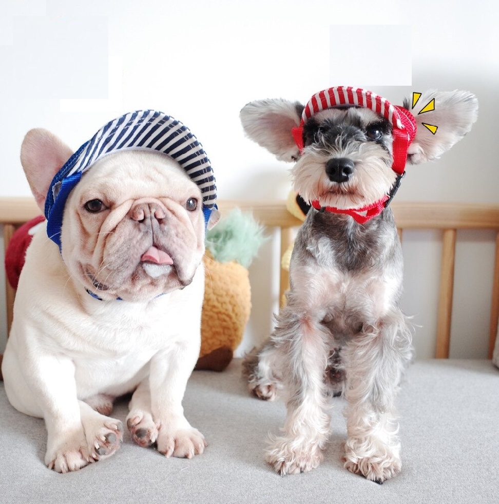 baseball caps for dogs