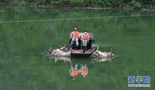 暴雨洪灾 广西大化组织人员打捞1.6万头死猪