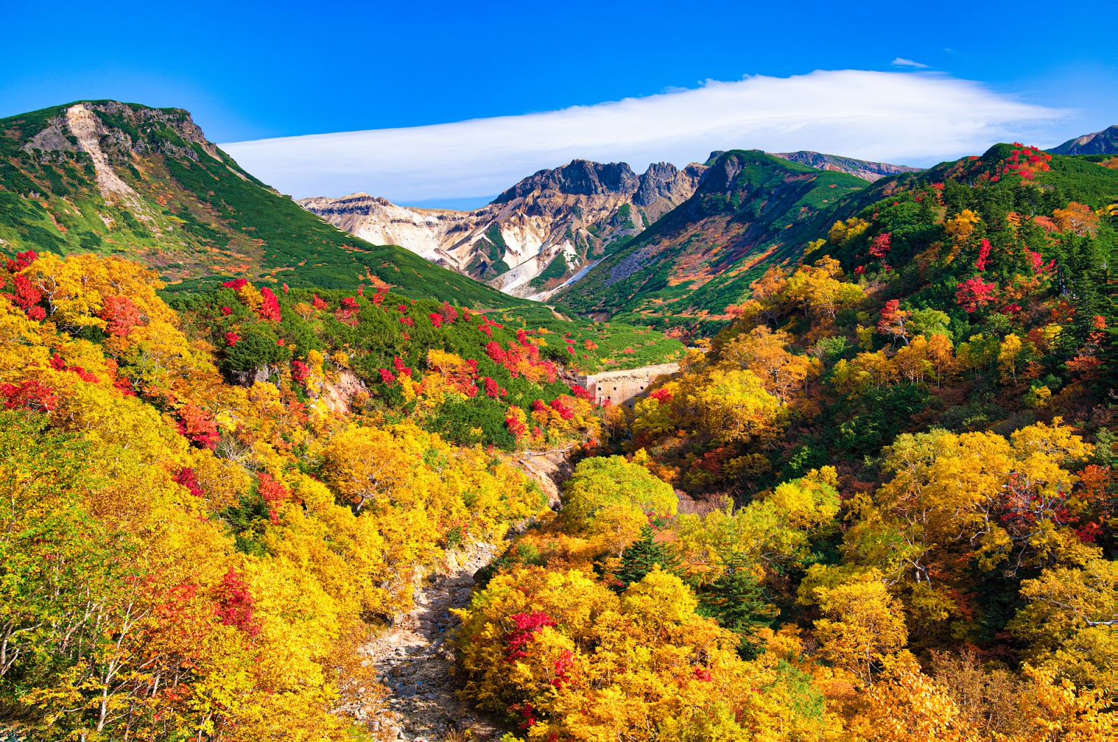 【日本一早い紅葉】大雪山国立公園の紅葉スポットと楽しみ方をご紹介