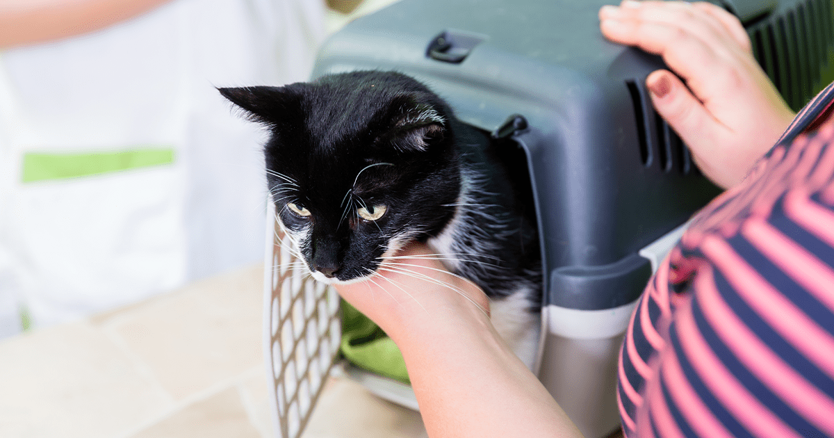 black cat in carrier