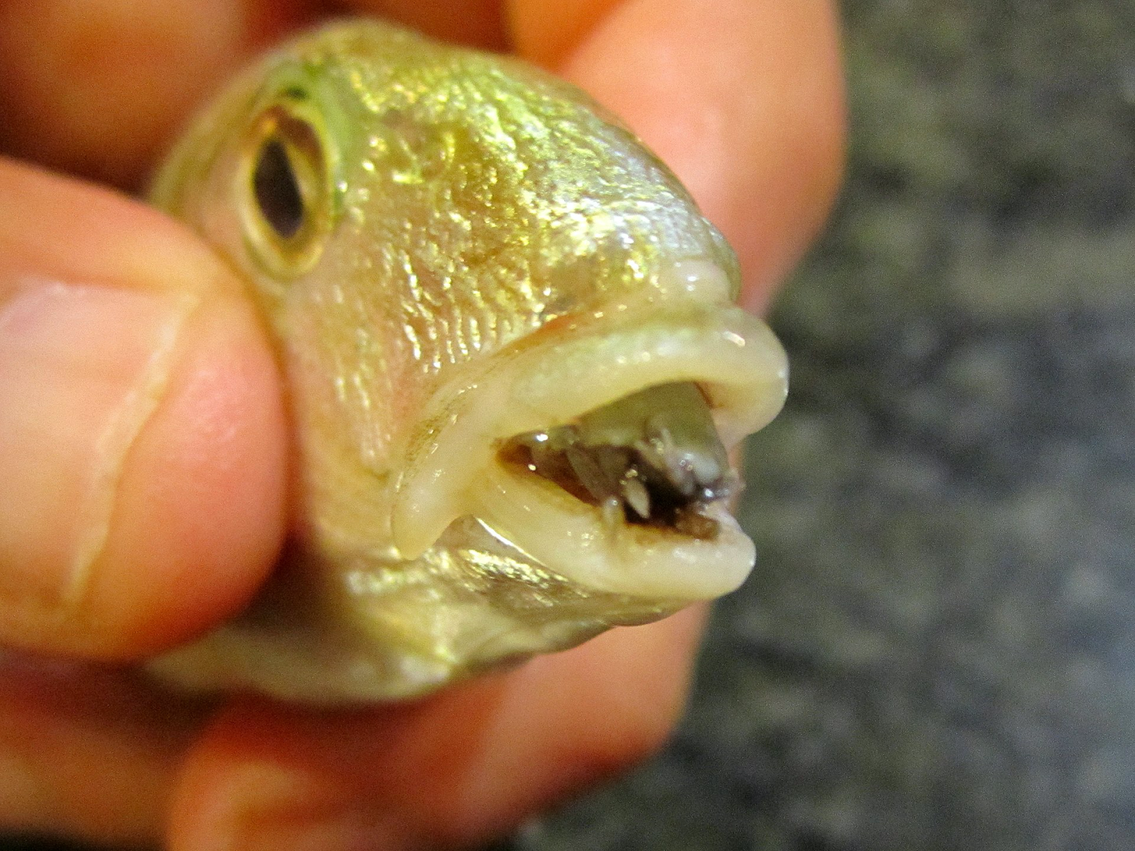 A human hand holds a small fish mouth open, where an isopod can be seen filling the space.