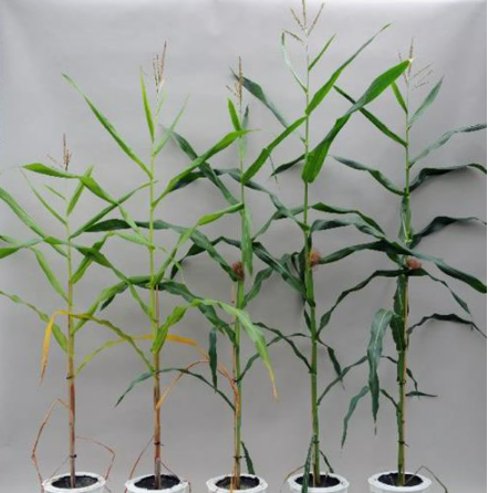 Plantas de milho sem e com deficiência de N