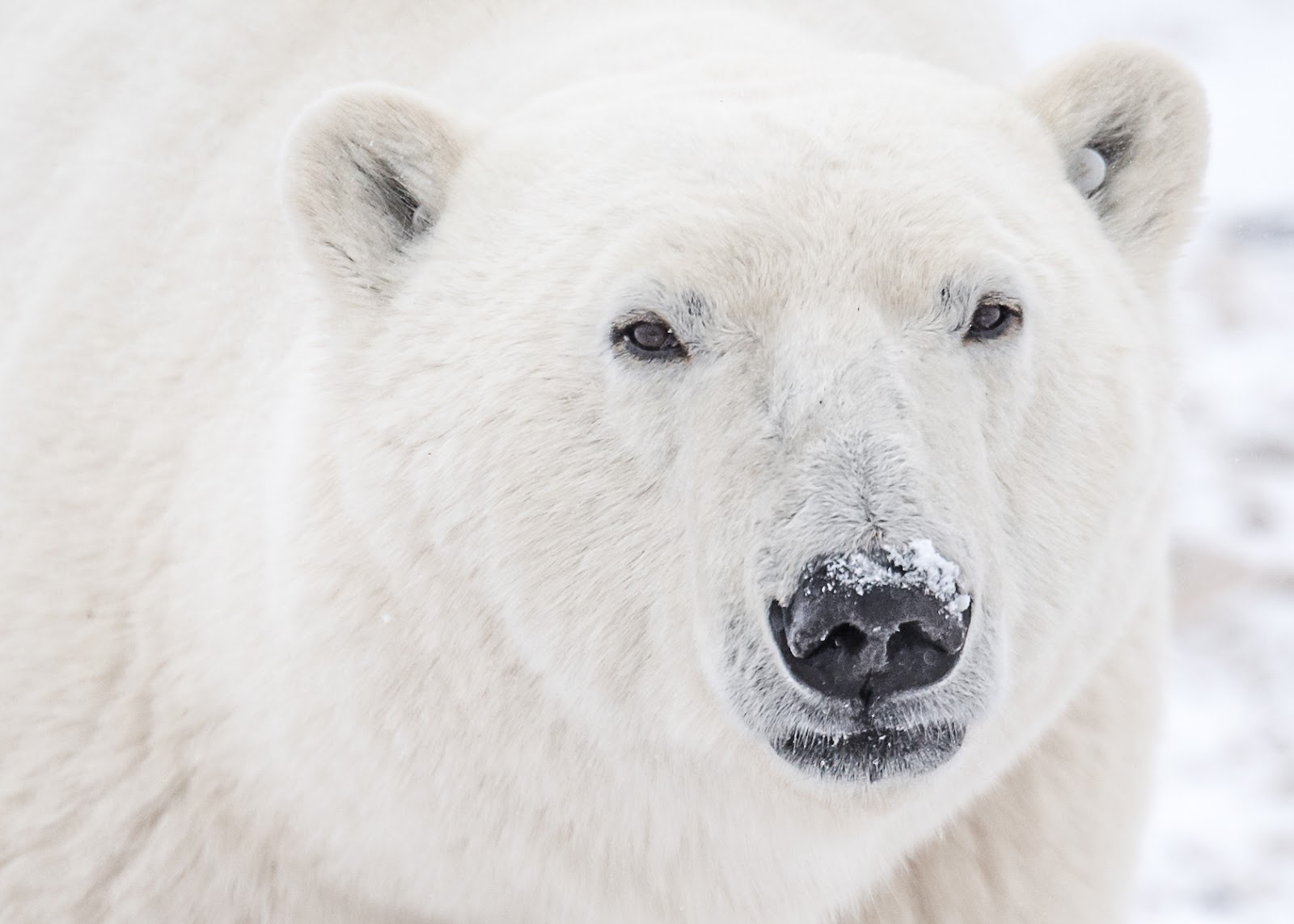 Polar Bear in Churchill Canada