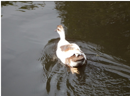 PATO DOMESTICO.png