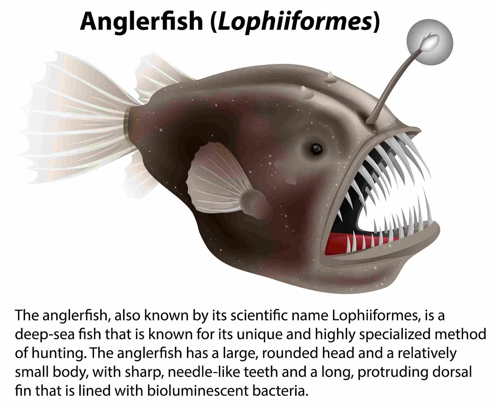 A close-up of a fish

Description automatically generated