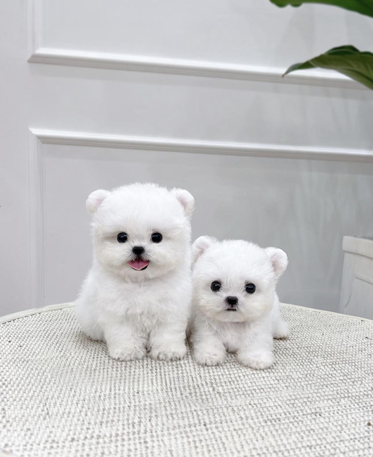 Your Trusted Source for Teacup and Mini Cheap Puppies - Cheappuppiesforsale.com