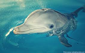 Interesting facts about dolphins | Just Fun Facts