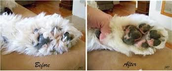 寵物腳底毛過長會滑倒而受傷