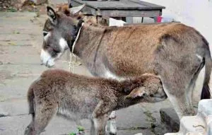 donkey milk