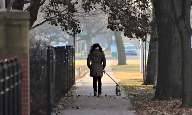 A woman walking alone with her dog down a tree-lined street in Chicago in the fall.