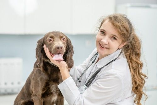 cocker spaniel teniendo un chequeo de salud en los veterinarios