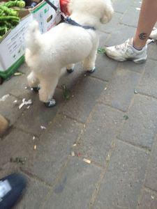 a regarder de plus près, oui ce chien a bien de mini chaussures attachées à ses pattes
