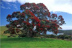 Image result for Rata tree