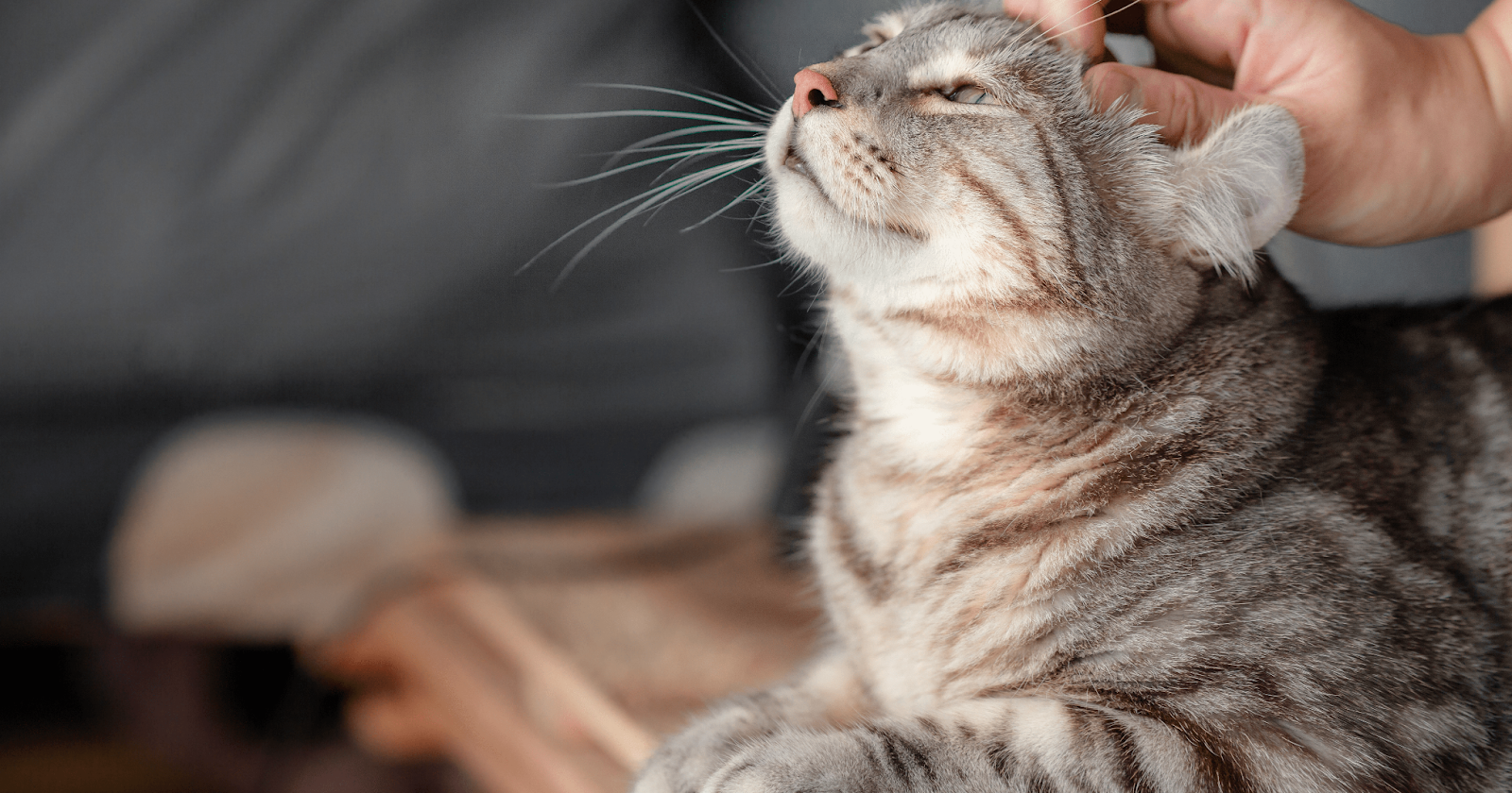 Light grey tabby cat happily receiving head scratches
