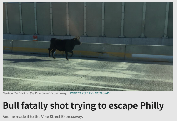 Bull fatally shot trying to escape Philly