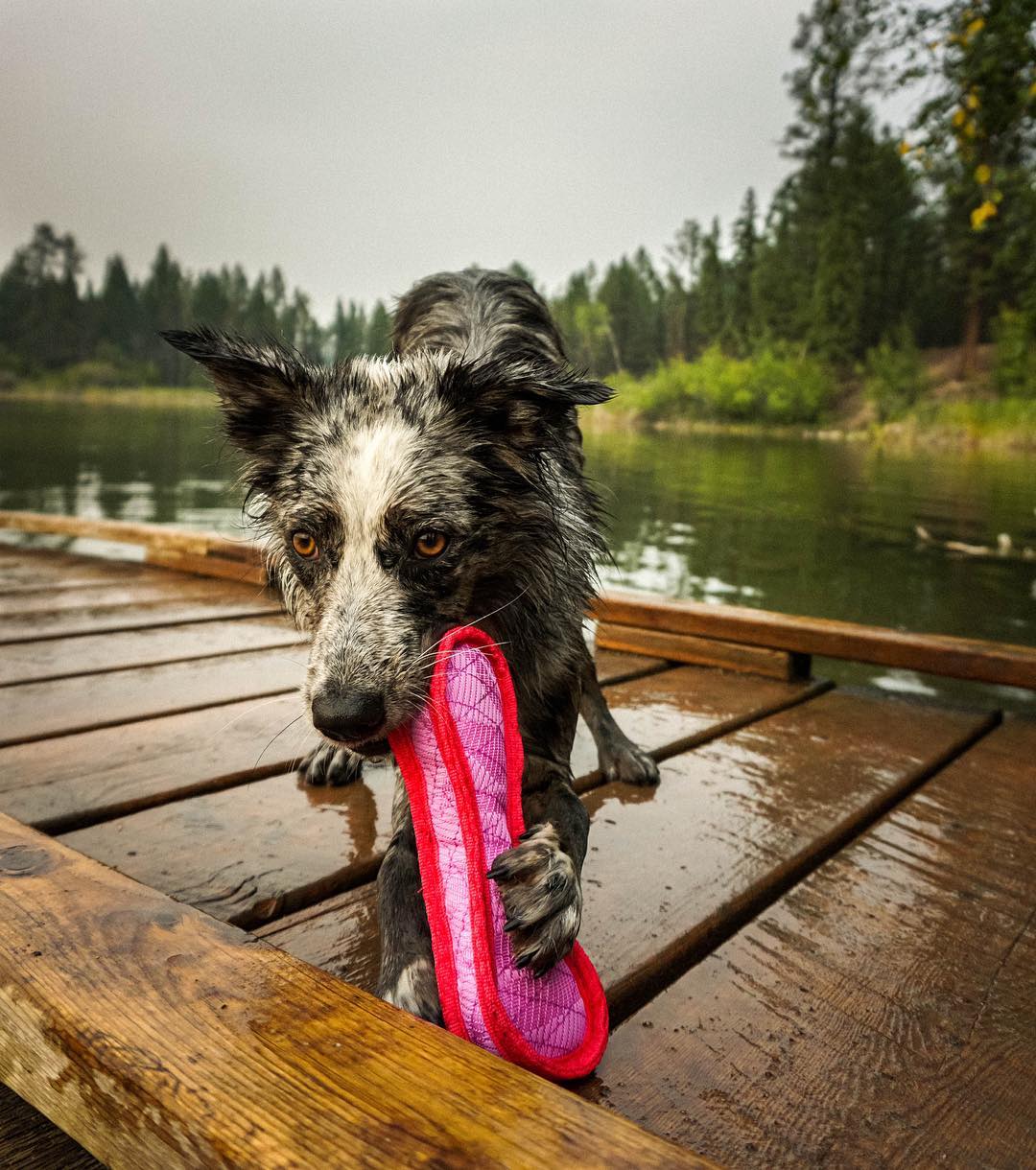 top 10 best dog toys