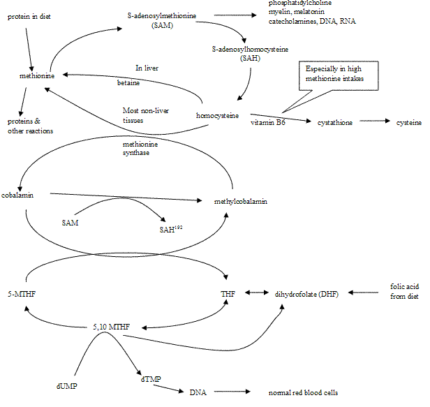 Methionine-Homocysteine-Folate-B12 Cycle