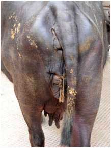 Horizontal mattress sutures applied to the vagina of a buffalo with prepartum vaginal prolapse.