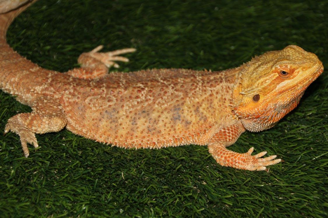 Hypomelanistic Brown and Orange Bearded Dragon on Green Grass
