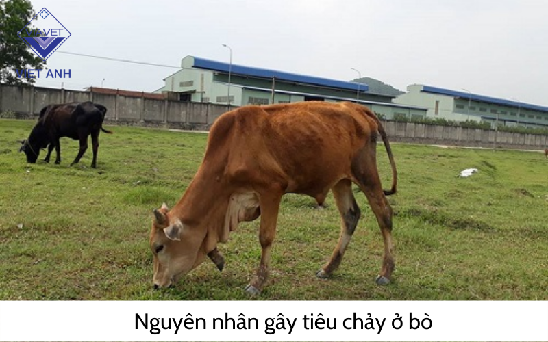 Nguyên nhân gây tiêu chảy ở bò