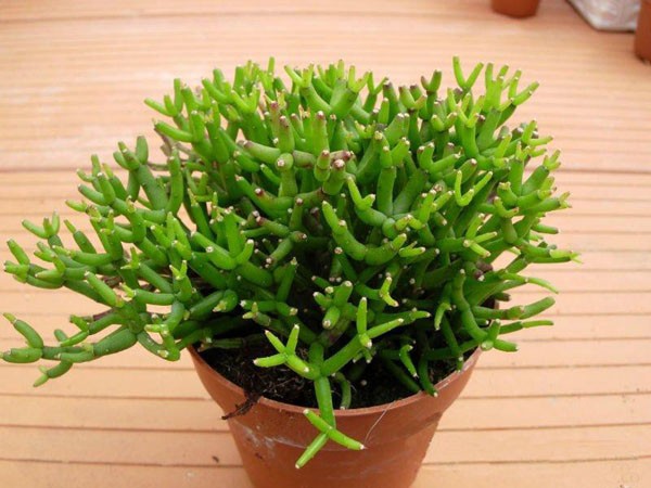 18 mẫu chậu cây cảnh mini cực xinh trang trí cho nhà đón Tết 16 18 mẫu chậu cây cảnh mini cực xinh trang trí cho nhà đón Tết 16